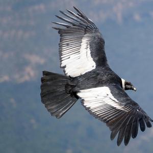 La danza de los pajaritos