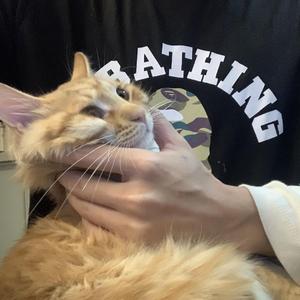 告白（翻自 饶社Rs Crew）