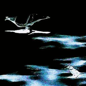 唱在 '鸽子麻雀' 之前