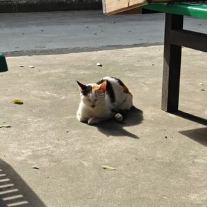 独立