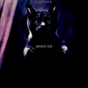 抚慰的可爱的猫回忆