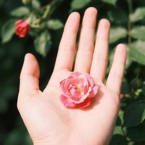 手心的蔷薇 (Cover 林俊杰 & G.E.M. 邓紫棋)