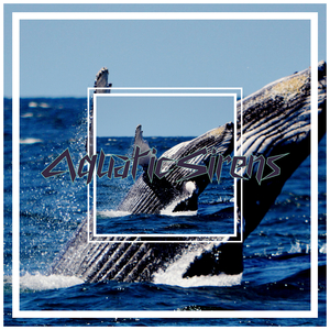 Bellow (Whales)