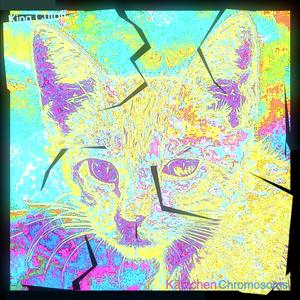 Kätzchen Chromosoms - Schwarze