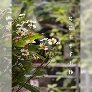 好花不曾下小楼——记《银魂》坂田银时