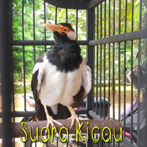 Hidup di Lingkungan Keras