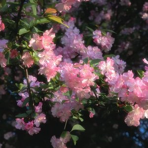 花日flower day(小提琴)