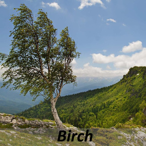Birch