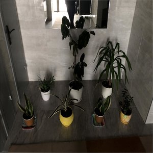 Бавовна Дон