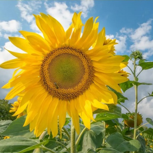 太聪明