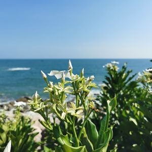 破晓 III（民谣Metal）