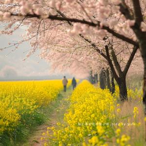 春、桜が見える帰り道-Homeward