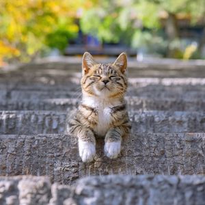 顶天立地 (DJ版)（艾莉克丝哒 remix）