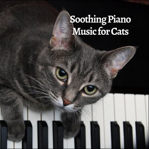 Piano Supplement
