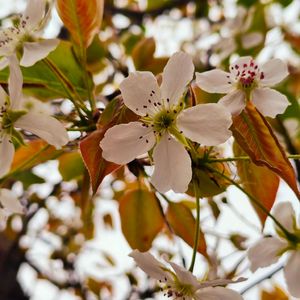 brent schon ai-彼岸繁花（彼岸繁花 remix）