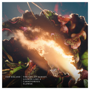 The sky, at sunset, looked like a carnivorous flower