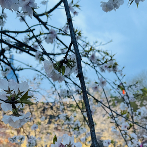 群青（泠溪中文填词）