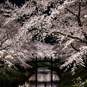 桜月夜影