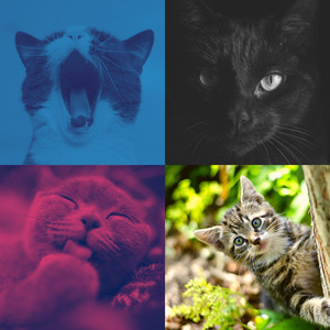 抚慰的压力大的猫回忆