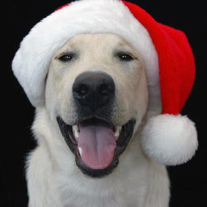 Christmas Cracker (feat. Rogue 8)