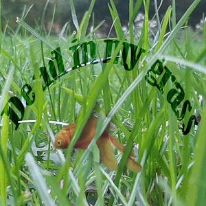 Dead In My Grass (feat. CodE Naft)