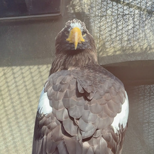 ヴァルハラの呼び声