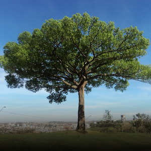 Jequitibá (Acoustic)