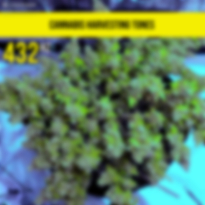 Chopping Cannabis Branches