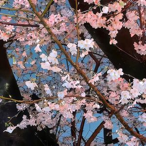 处女座的谭小姐