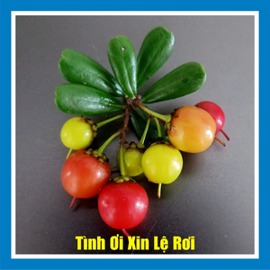 Tình Ơi Xin Lệ Rơi