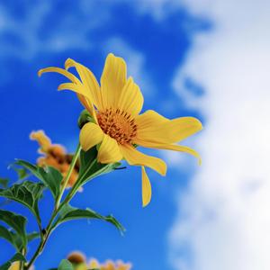 Can You Feel The Sunshine