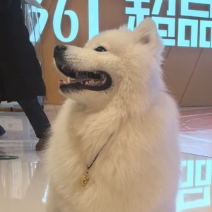 修勾的雪山缆车