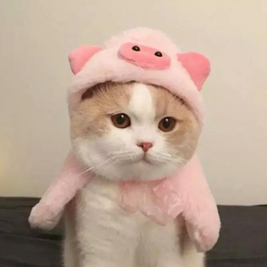 我愿意平凡的在你身旁