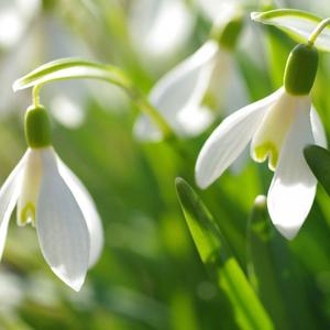 红豆不是相思豆