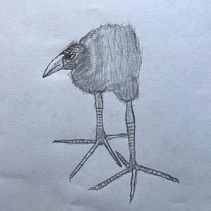 PUKEKO