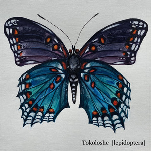 Lepidoptera