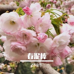 春泥棒（盗春者-ヨルシカ）