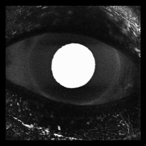 Ant Colony Assembly Line