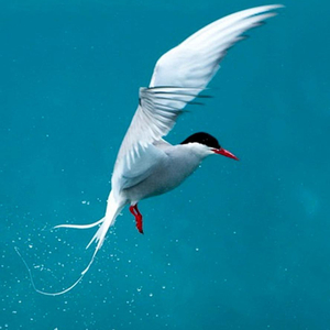 我是一只小小鸟