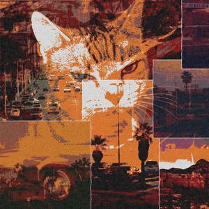 Mystery Cat (Schroedinger's Edition)