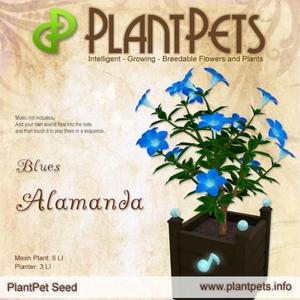 Alamanda Blues 2
