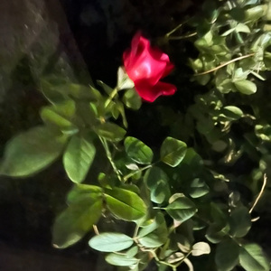 贺儿（me and mine)