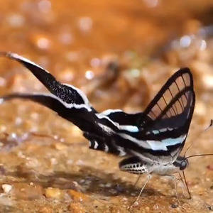 Smokin Out The Window (slowed)