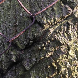 And So Forever Shall It Be