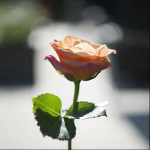 迷宫 stepjad依加