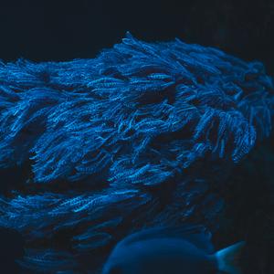 Karadaidu（为你而来）