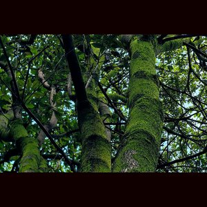 如果你能够 我希望