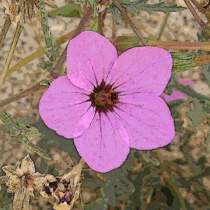 Bilvavi