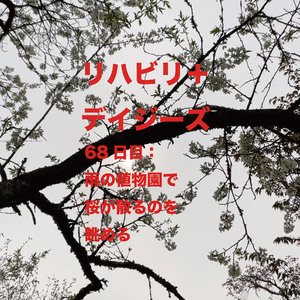 68日目：雨の植物園で桜が散るのを眺める