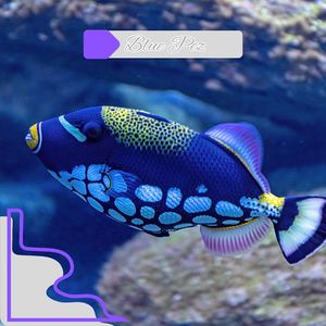 Blue Pez N°5